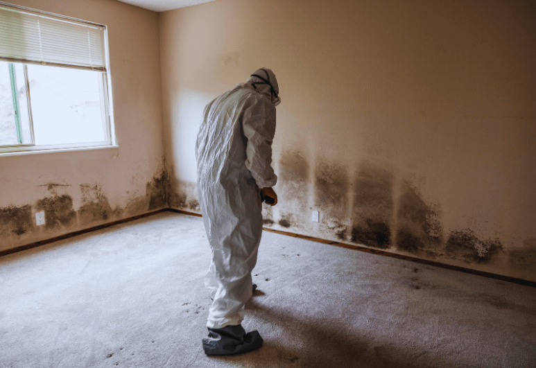 mold-remediation-services